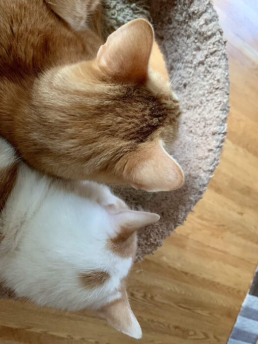 F3CDE2BC-20C6-41AE-9CF8-F68A3648BB89_1_201_a