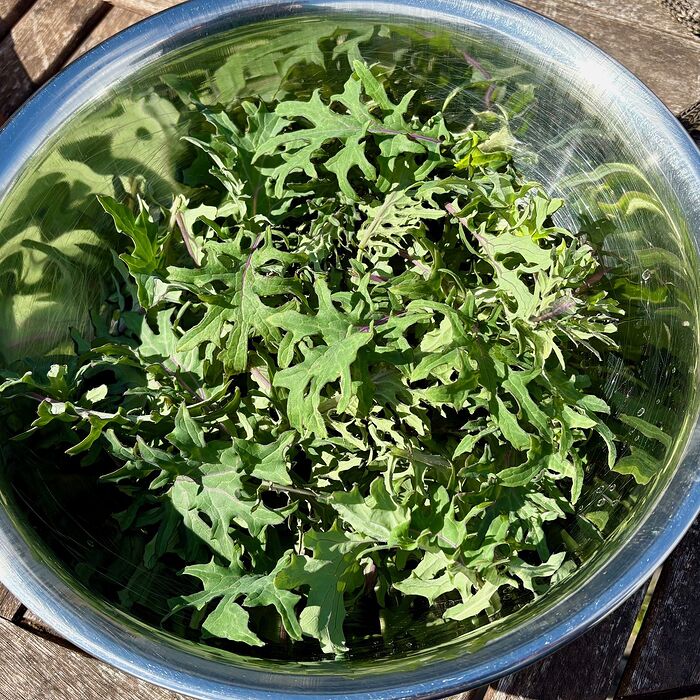 Spring Kale