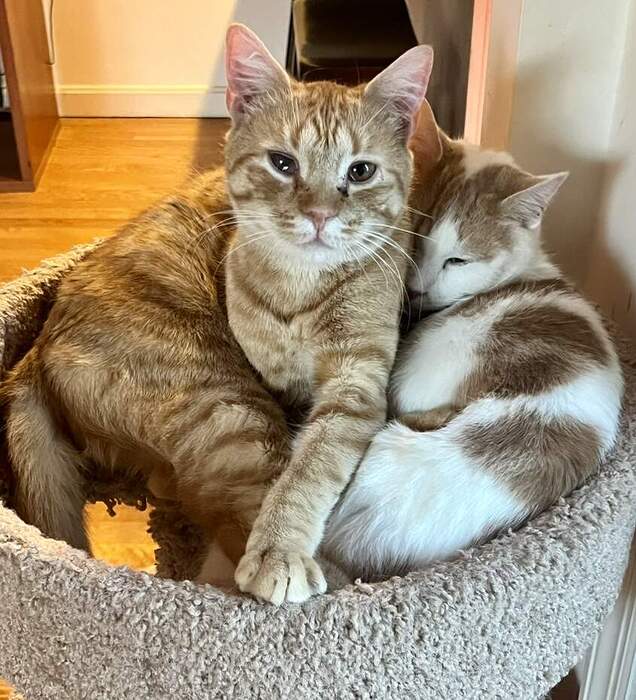 4798AF84-030E-49F8-A0E6-3FDD8F97C29D_1_105_c