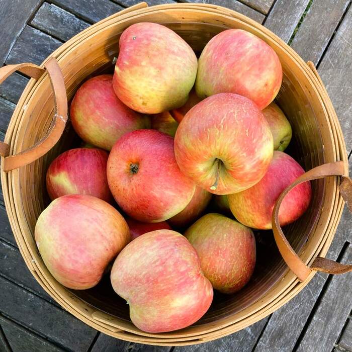 Honeycrisp Apples