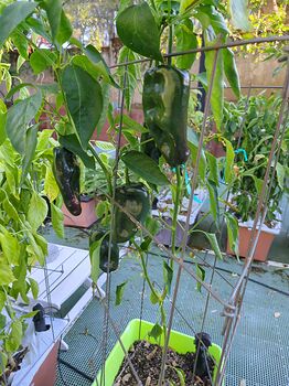 17616078548002499753127629634656