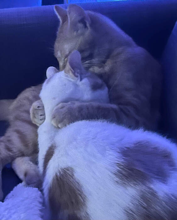 1D9F196F-BF51-4377-897F-26A9992CC118_1_201_a