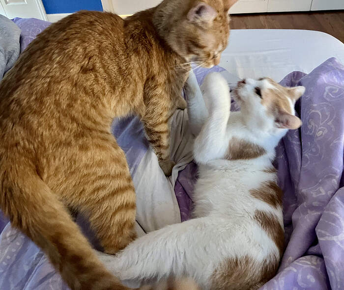 250A05E2-477B-4C4D-BC5C-EF769021D214_1_201_a