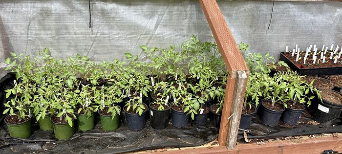 Tomatoes