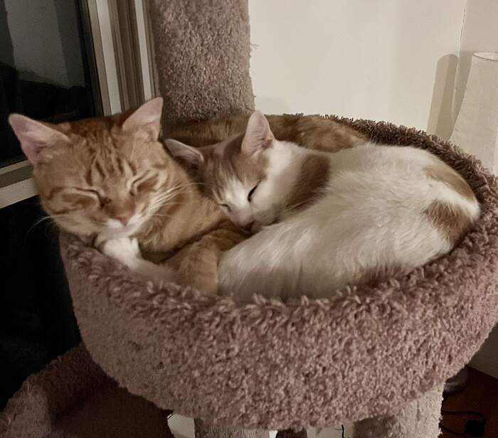 4B244170-4B4E-44D2-83CC-23A88D4B0636_1_102_a