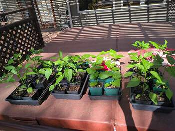 17742198212181105061940663012023