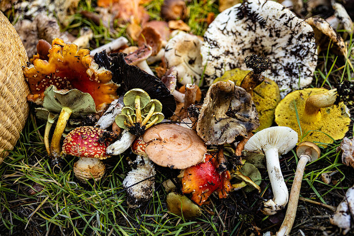 colorful pile of mushrooms