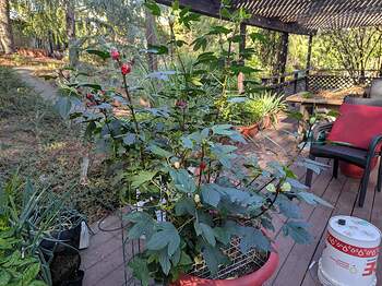 PXL_20251009_161940307