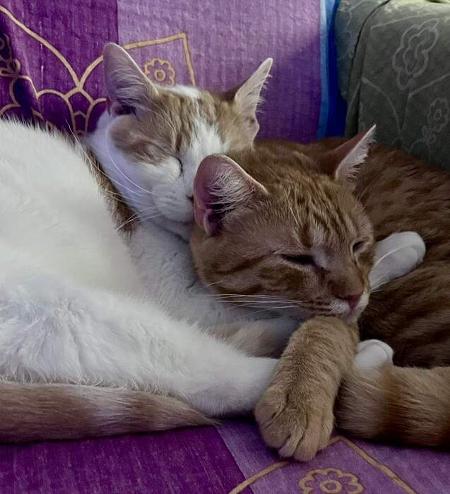 673CD825-8B4E-47D3-BA1B-999CA717E5AD_1_102_a