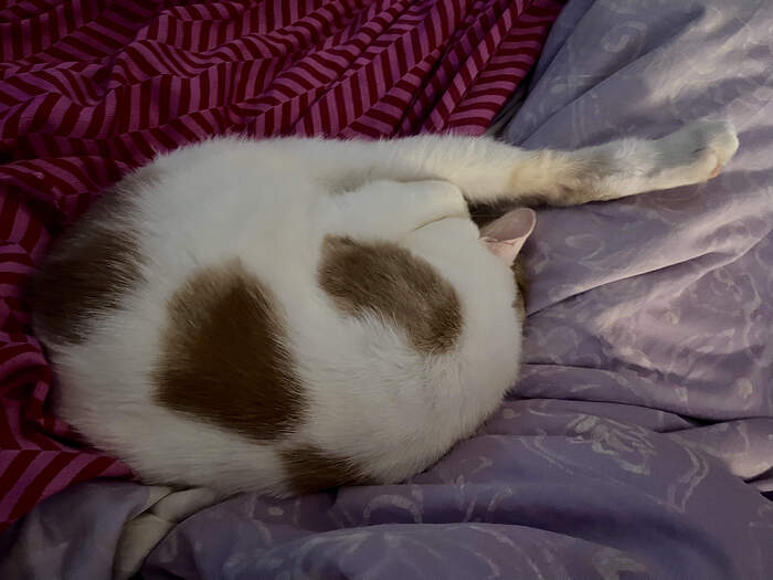 D9CFF4BF-D7F7-4121-8164-4879C2B1986D_1_201_a