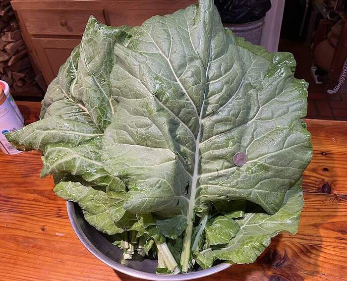 collards9_25