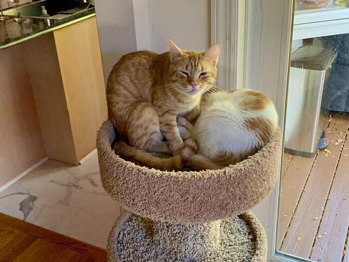 DD2DC676-BB2B-4AC0-A54C-5357AD3318F8_1_105_c