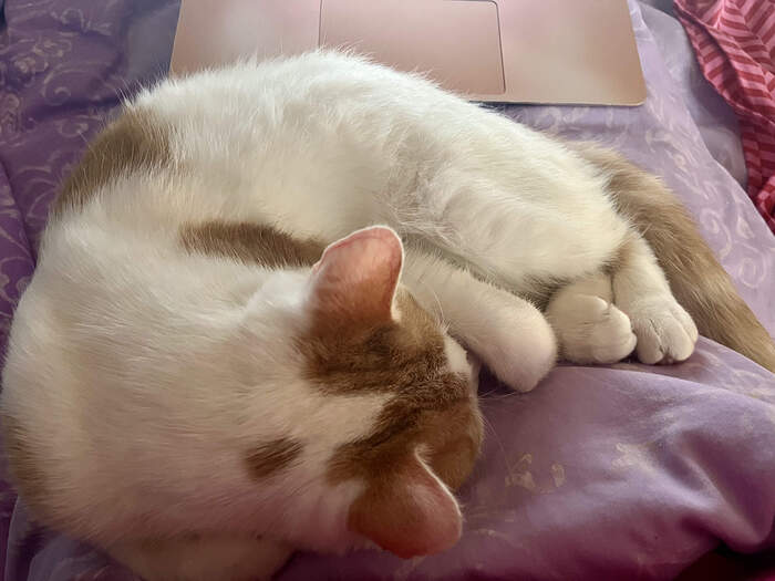 56FD8C5D-73CE-4481-A7C1-AA7AAB2E725B_1_201_a