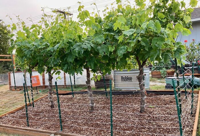 Himrod Grape Vine