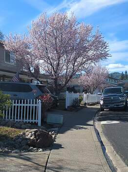 17721437638338307684780507989255