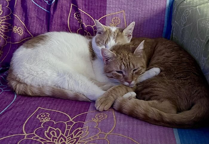 F6A9C0BC-8967-4DCC-9B3F-843A827D375C_1_105_c