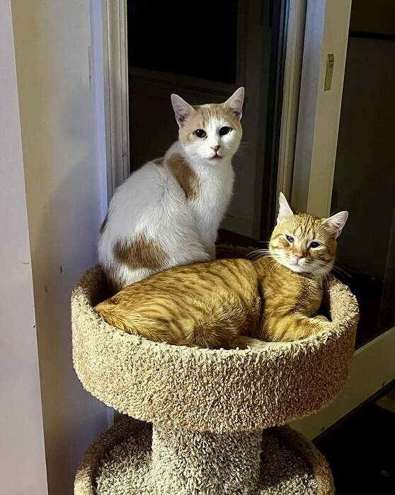 570C5A9C-3129-45EE-AF02-3301806DE9A2_1_105_c