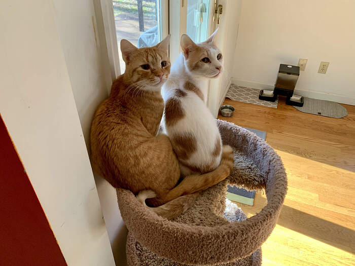 84F4C134-5FAA-4876-B1A7-A707042A0D70_1_201_a