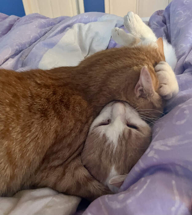 99478FD6-48FF-42FB-A7FB-76FECA262249_1_201_a