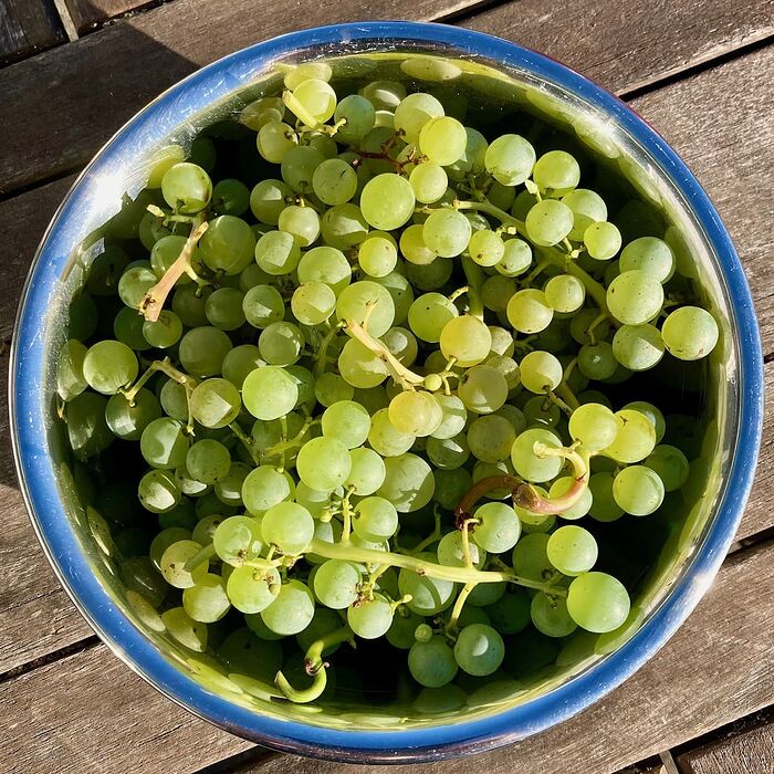 Himrod Table Grapes