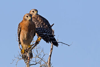 Red-Shoulder-Hawk-Pair-2-750x500