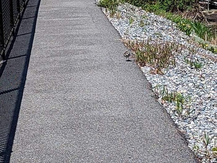 tiny menacing bird
