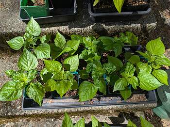 PXL_20260406_180247481