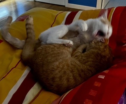 DCC67A60-5BB9-474E-86BE-030D7495F66A_4_5005_c