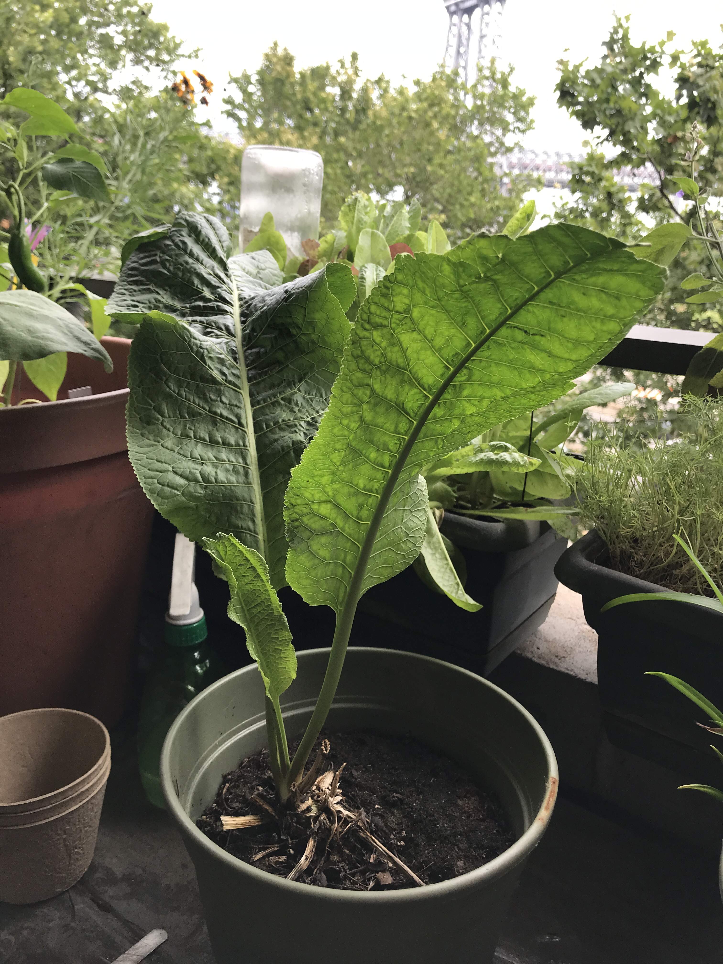 Horseradish question! - Food Gardening, Foraging - Hungry Onion