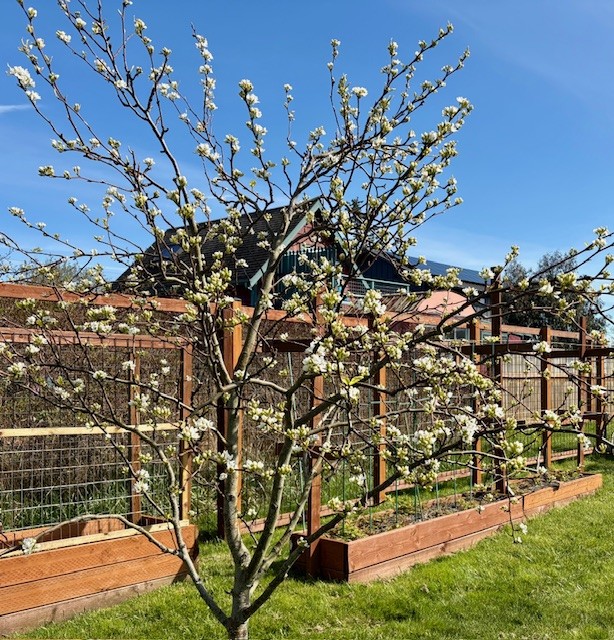 Shinseiki Pears