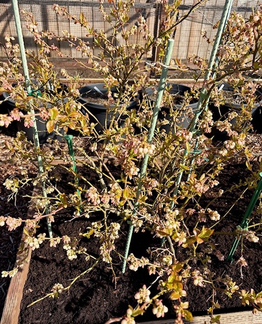 High Bush Blueberries