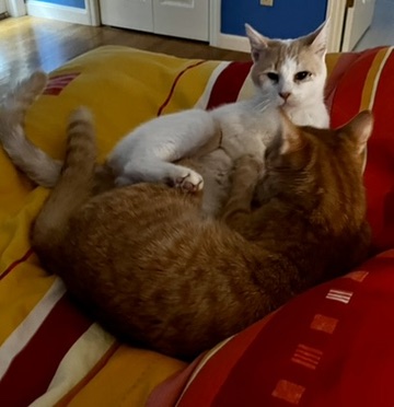 BA7C4F02-3FA4-416F-B63D-890B30A50F22_4_5005_c