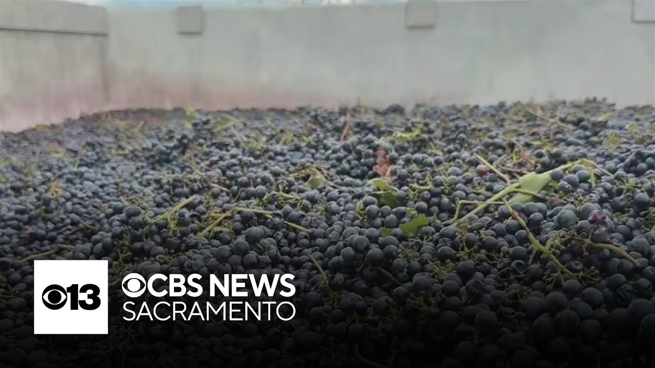 San Joaquin County farmer sees grapes get dumped when delivered to local winery