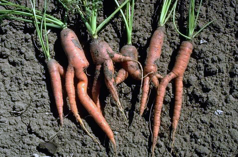 Good Carrots Gone Bad