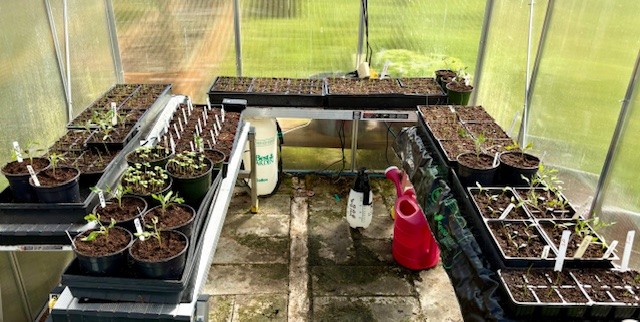 Greenhouse