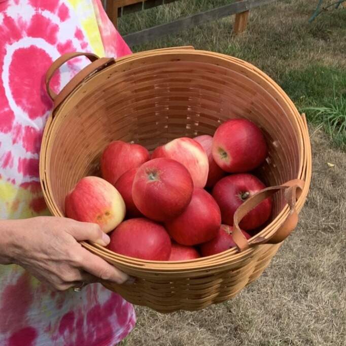 Tokyo Rose Apples