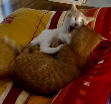 435E500B-371A-4292-AABF-D7207E5A2971_4_5005_c