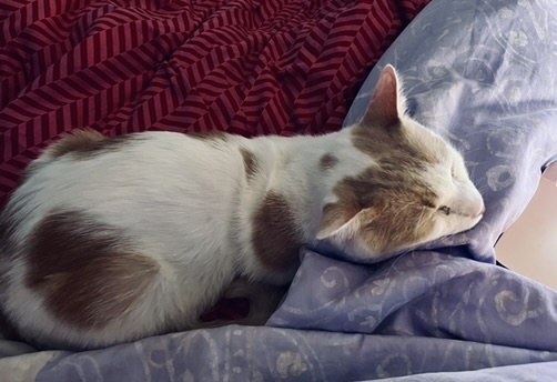 4BB1B5DB-4D21-4B90-9A04-BA0DDE0774C0_4_5005_c