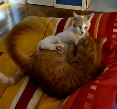 29C5E2C2-5A48-4C6A-B89A-318AE65CDF8D_4_5005_c